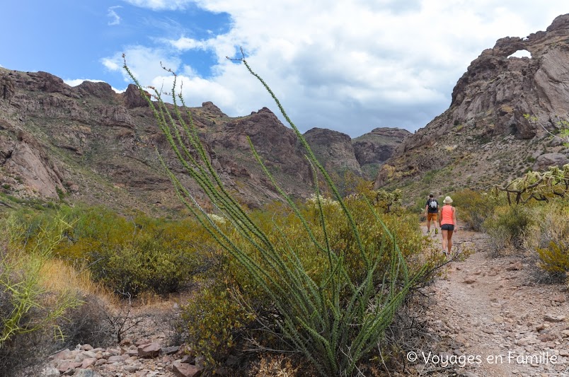 Arch trail, organ pipe cactus NM