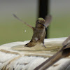 Anna's Hummingbird