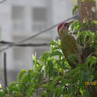 Streak-throated Woodpecker (video)