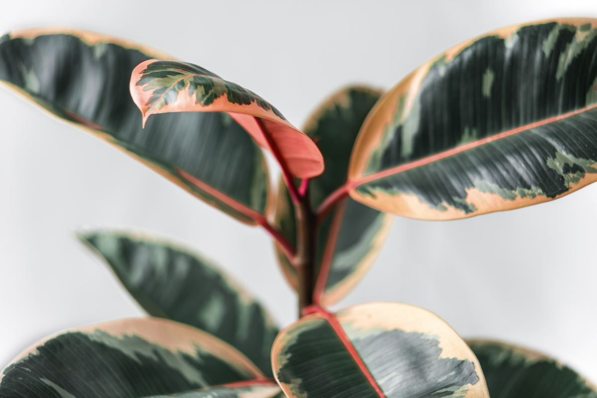 Rubber Plant / Rubber Tree