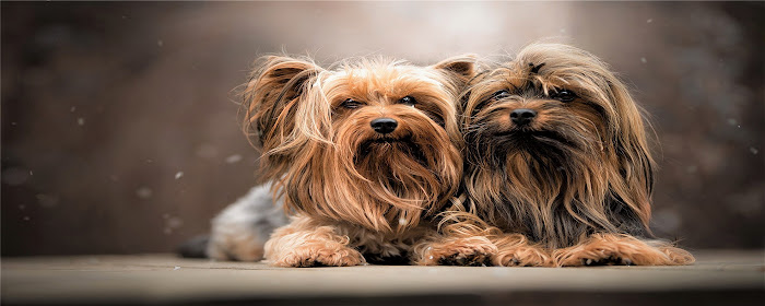 Yorkshire Terrier Themes & New Tab marquee promo image