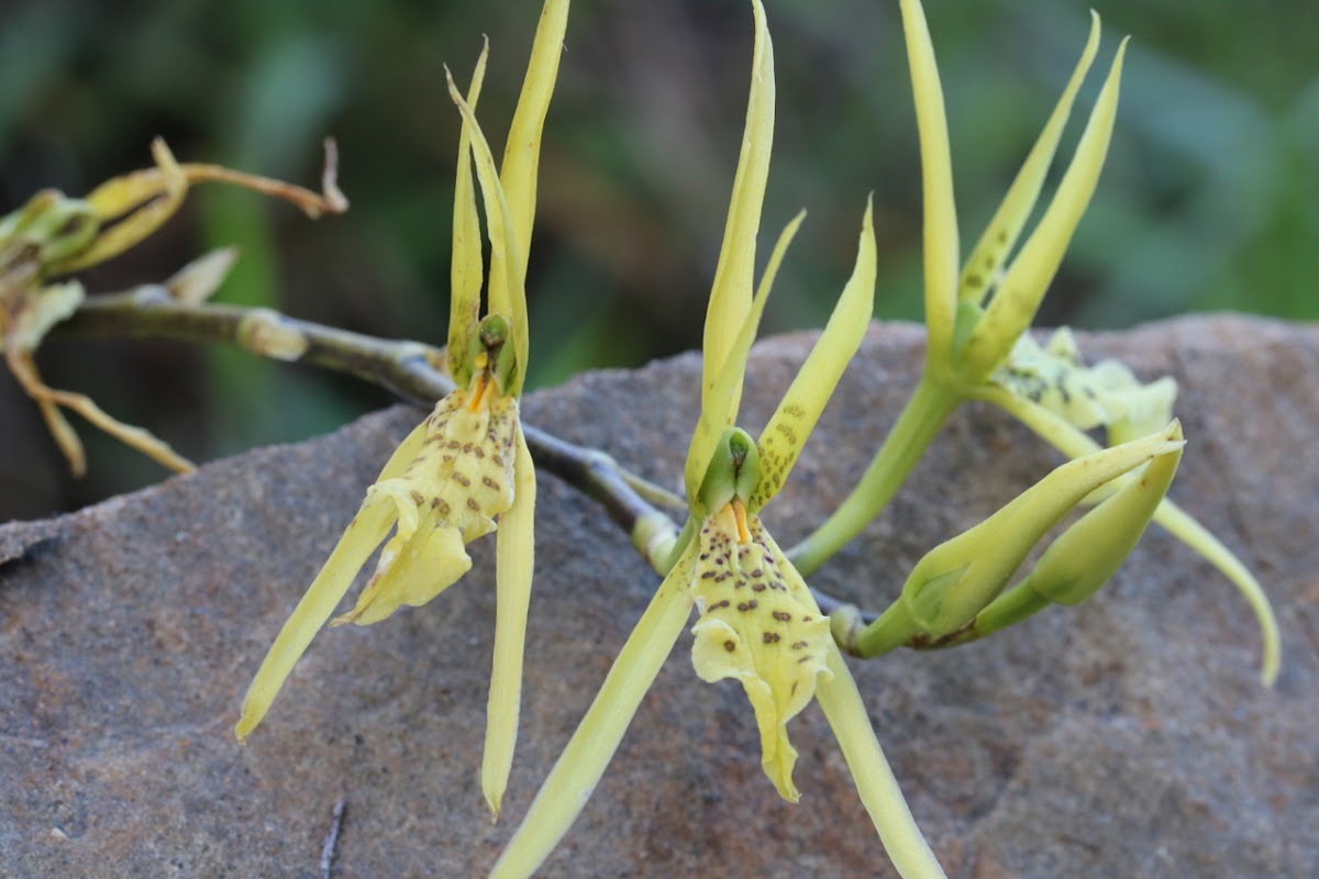 Spider Orchid