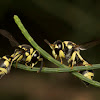 Potter wasp