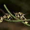 Potter wasp