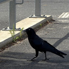 australian raven