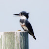 Belted kingfisher (female)