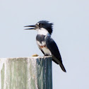 Belted kingfisher (female)