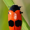 Short-horned Leaf Beetle