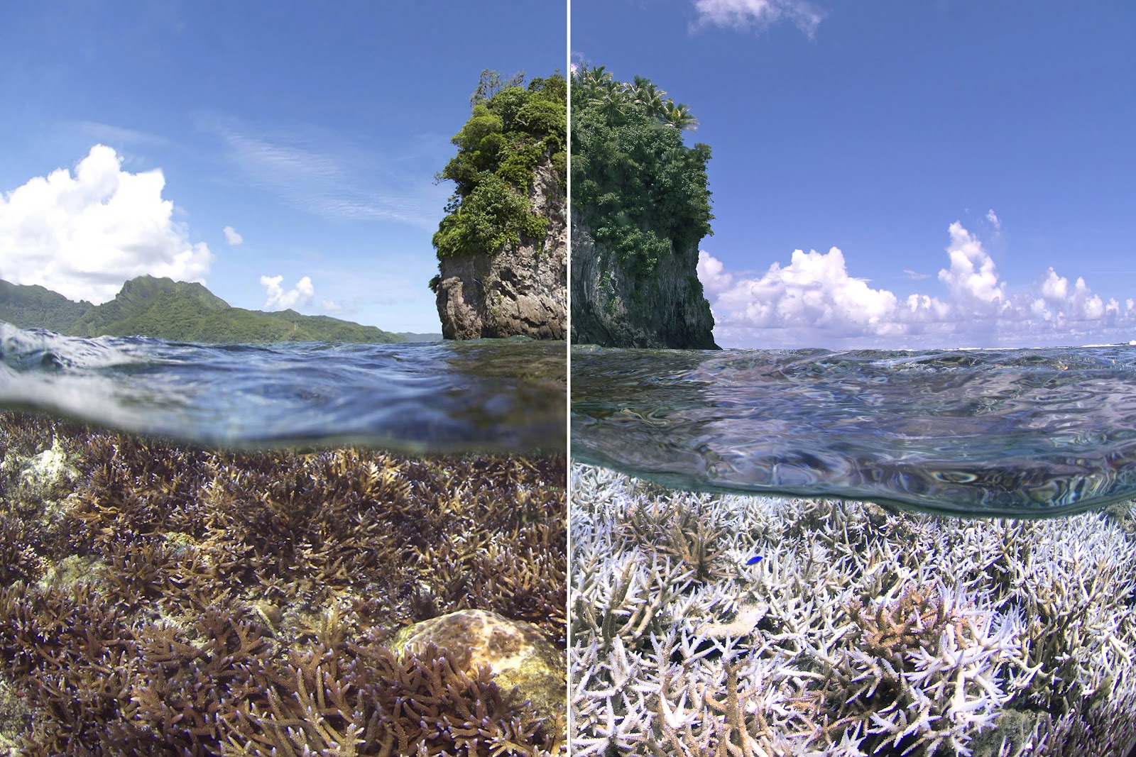 MAUI, HAWAII (AUG2015/NOV2015) CREDIT: THE OCEAN AGENCY / XL CATLIN SEAVIEW SURVEY