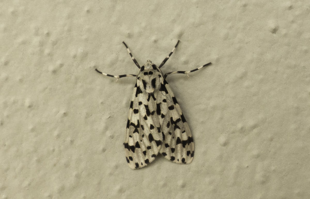 Eucereon punctata  Moth