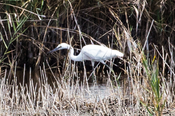 Little Egret; Garceta Común