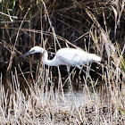 Little Egret; Garceta Común