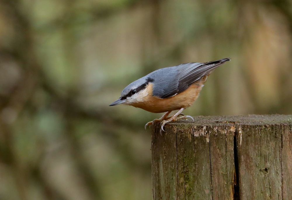 European Nuthatch