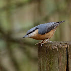 European Nuthatch