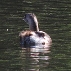 Pied-billed Grebe