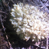 White coral fungi