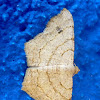 Geometrid Moth