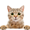 Item logo image for Placeholder Cat Pictures