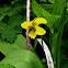 Downy Yellow Violet