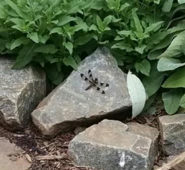 Common Whitetail Dragonfly