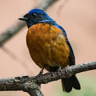 Rufous-bellied Niltava