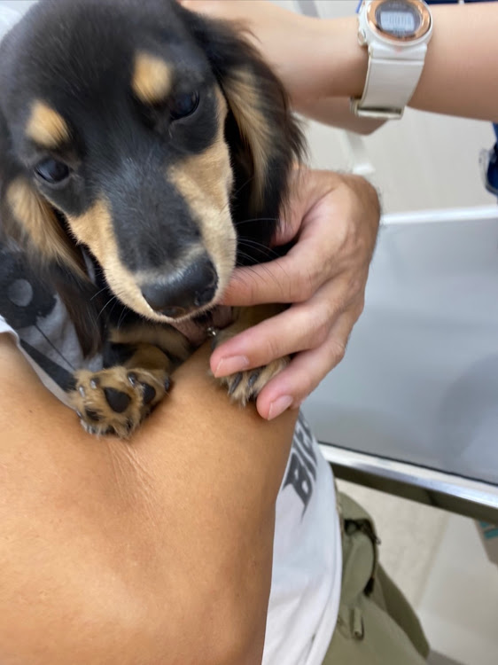 ハイエースのエアサス・減衰力調整・乗り心地向上・狂犬病注射・カニンヘンダックスに関するカスタム事例の投稿画像5枚目