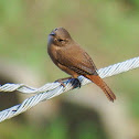 Tropical/Southern House Wren