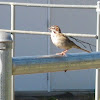 Lark Sparrow