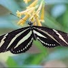 Zebra Longwing,  Zebra Heliconian