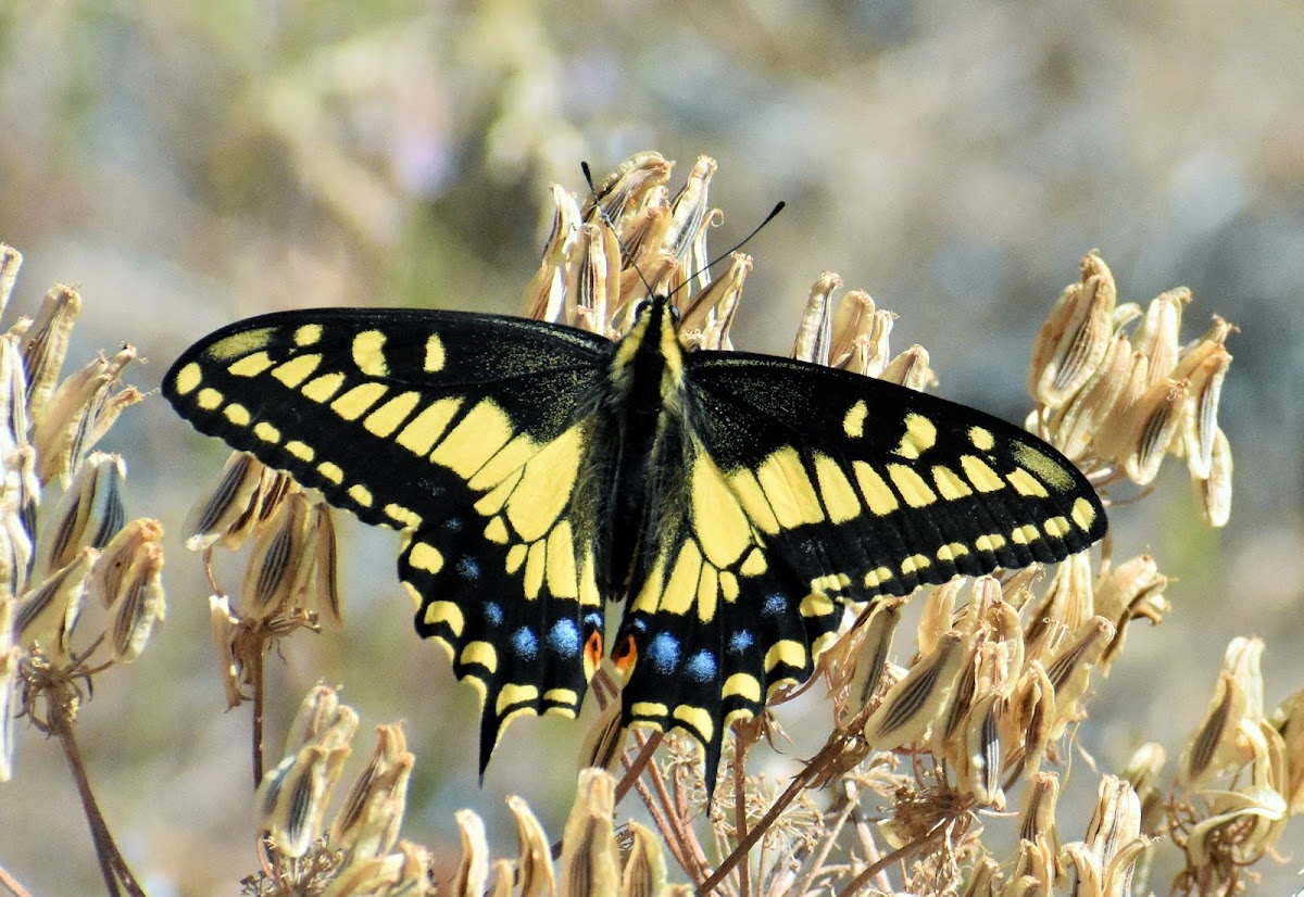 Anise swallowtail