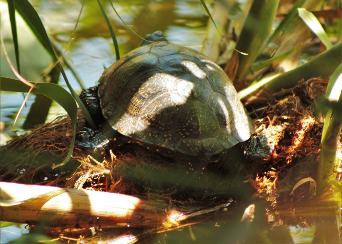 European pond turtle