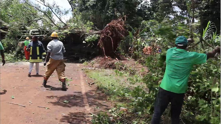 Residents at the scene where a Mugumo tree fell Monday blocking the busy Kanunga- Banana road in Kiambaa subcounty, April 15, 2024.