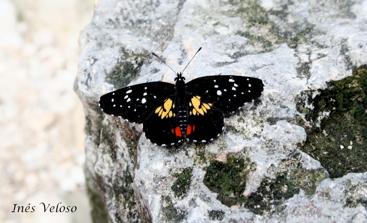 Erodyle Checkerspot