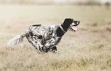 English Setter Themes & New Tab small promo image