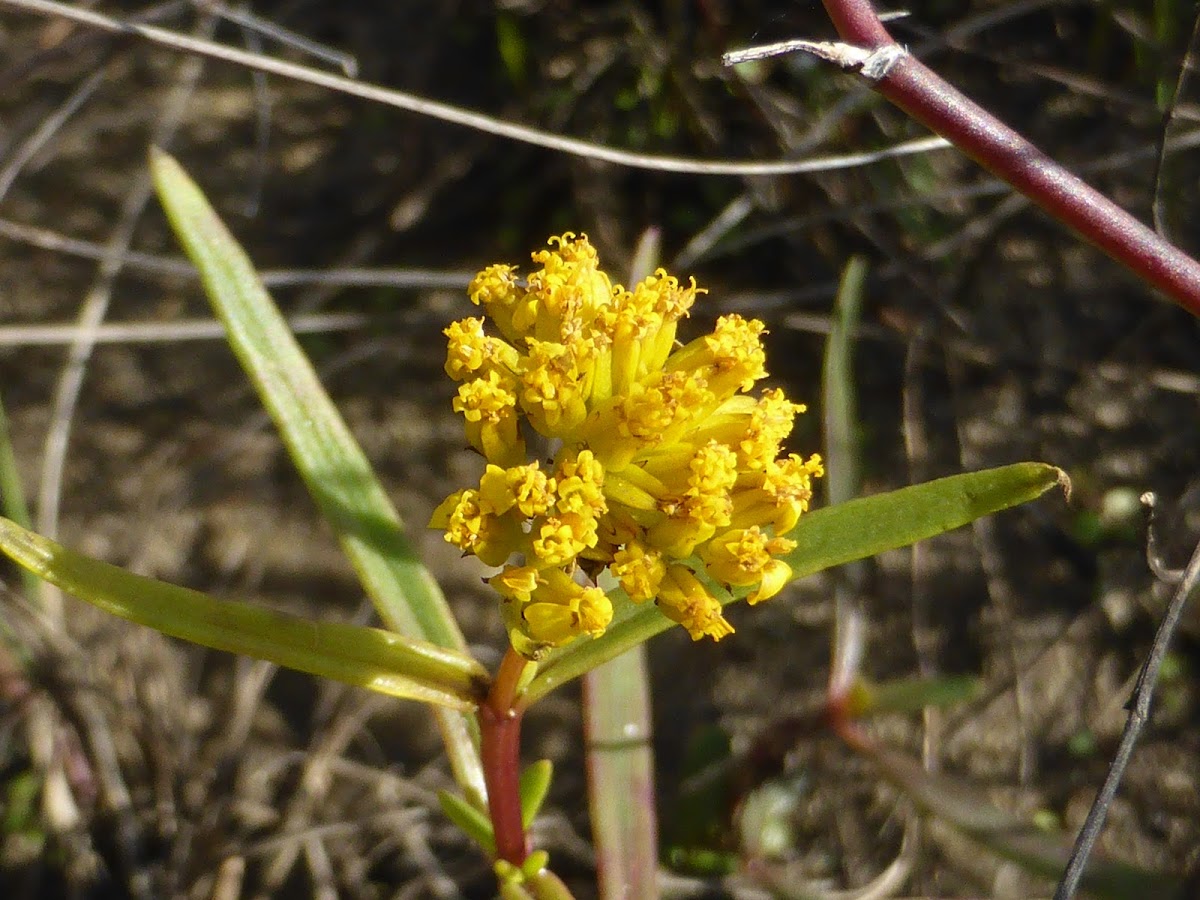 Narrowleaf Yellowtops