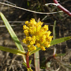 Narrowleaf Yellowtops