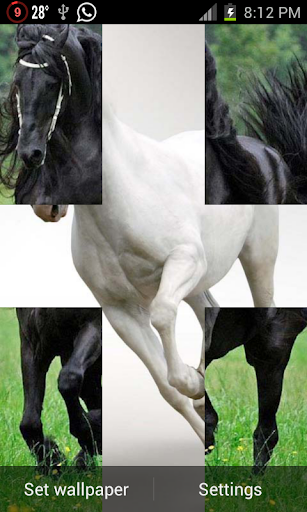 Black White Horse LWP