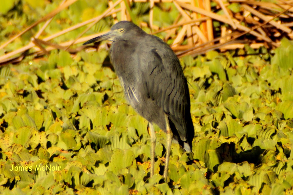 Little Blue Heron