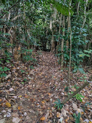 Bukit Bal Forest Trail Head