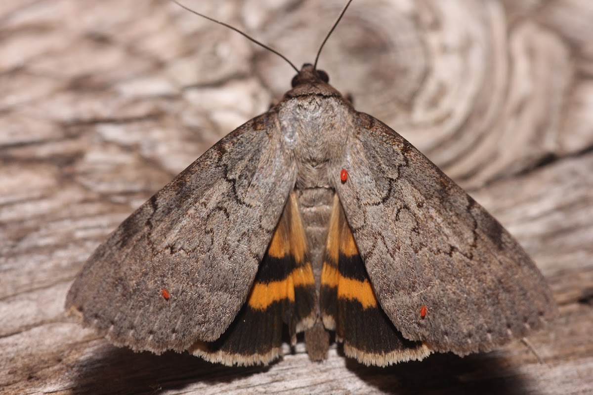 Serene Underwing - 8779