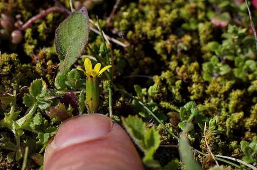 Senecio vulgaris