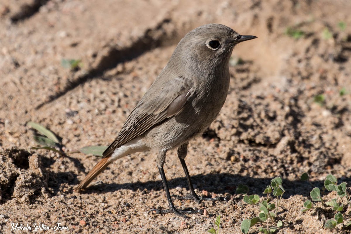 Black Redstart; Colirrojo Tizón