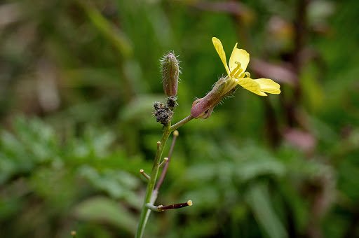 Coincya monensis