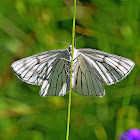 Black-veined Moth