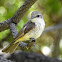 Vermilion Flycatcher (female)