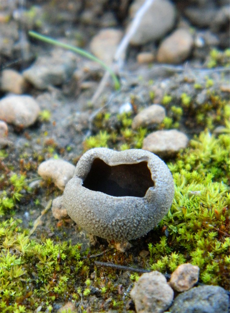 Peziza cup fungi