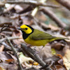 Hooded warbler