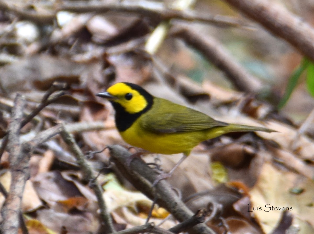 Hooded warbler