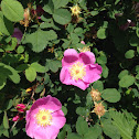 Nootka Rose