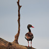 Asa-branca(Black-bellied Whistling-Duck)